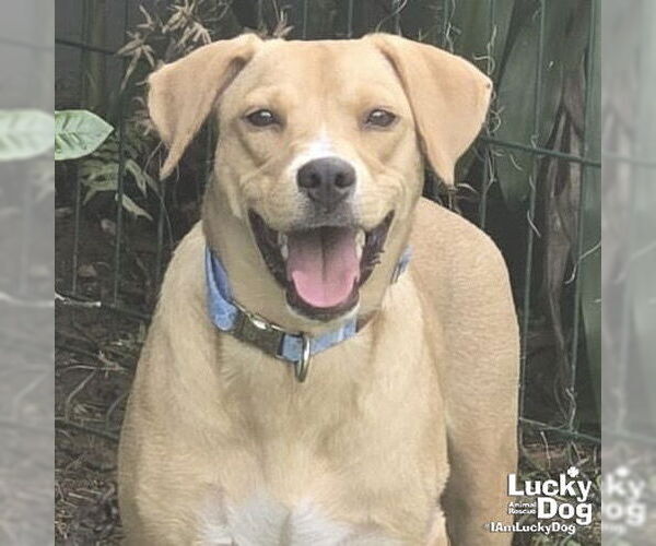Medium Photo #3 Labrador Retriever-Unknown Mix Puppy For Sale in Washington, DC, USA