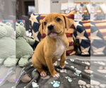 Small #1 American Staffordshire Terrier Mix