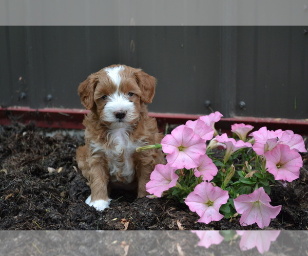 Medium Photo #1 Cavapoo mix (+ Poodle Miniature) Puppy For Sale in GREENWOOD, WI, USA