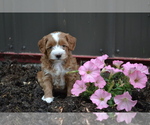 Puppy Catelyn Cavapoo mix (+ Poodle Miniature)