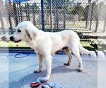 Small Photo #11 Great Pyrenees Puppy For Sale in Spring, TX, USA