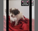 Small #1 Poodle (Toy)