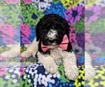 Small Photo #6 Poodle (Standard) Puppy For Sale in LANCASTER, PA, USA