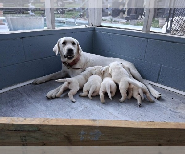 Medium Photo #1 Labrador Retriever Puppy For Sale in ANNISTON, AL, USA