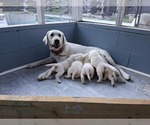 Small Photo #1 Labrador Retriever Puppy For Sale in ANNISTON, AL, USA