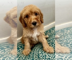 Medium Goldendoodle (Miniature)