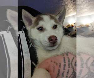 Siberian Husky Puppy for sale in NORTH VERNON, IN, USA