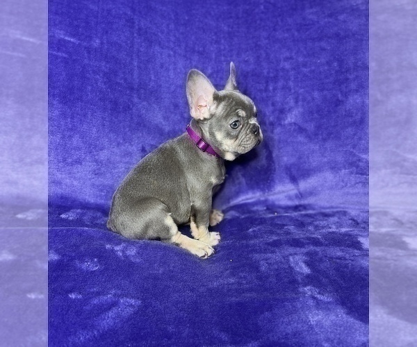 Medium Photo #17 French Bulldog Puppy For Sale in KENNESAW, GA, USA
