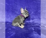 Small Photo #17 French Bulldog Puppy For Sale in KENNESAW, GA, USA