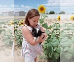 Small Photo #9 Australian Shepherd-Pembroke Welsh Corgi Mix Puppy For Sale in GALLEGOS, NM, USA