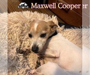 Maxwell Cooper - Male Chiweenie Dog for Adoption - Photo #6