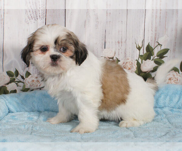 Medium Photo #1 Shih Tzu Puppy For Sale in PENNS CREEK, PA, USA