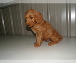 Small #1 Goldendoodle