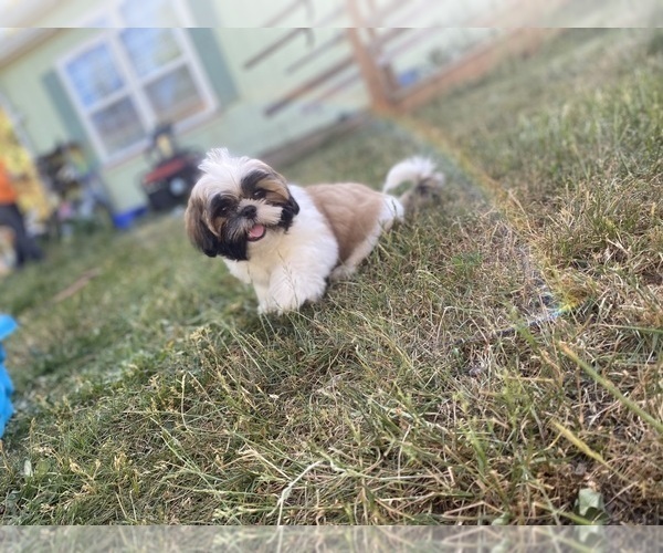 Medium Photo #6 Shih Tzu Puppy For Sale in VENETA, OR, USA