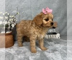 Small #5 Cavapoo (Standard)