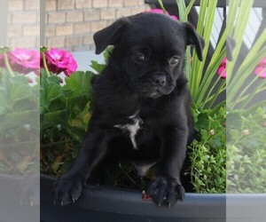 Pug Puppy for sale in FREDERICKSBURG, OH, USA