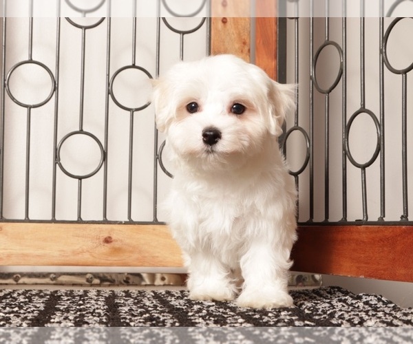 Medium Photo #1 Maltese Puppy For Sale in NAPLES, FL, USA