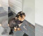Small Photo #1 Cavapoo Puppy For Sale in GILBERTSVILLE, PA, USA