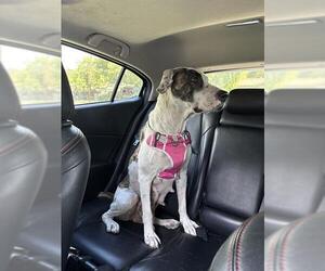 American Staffordshire Terrier-Unknown Mix Dogs for adoption in San Antonio, TX, USA