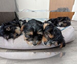 Yorkshire Terrier Puppy for sale in NORTHGLENN, CO, USA