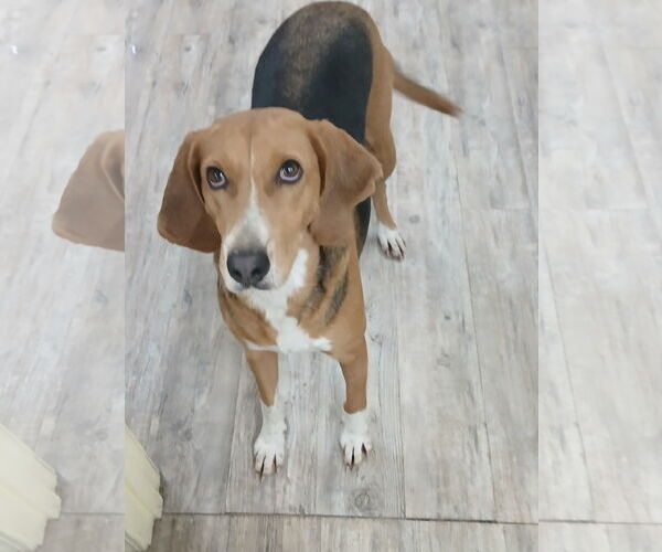 Medium Photo #6 Mutt Puppy For Sale in Murfreesboro, NC, USA