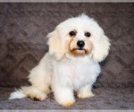 Puppy Gabriel Bichon Frise