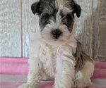 Small #6 Schnauzer (Miniature)