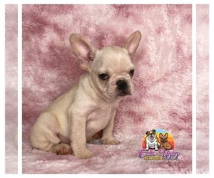 French Bulldog Puppy for sale in POWHATAN, VA, USA