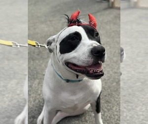 American Pit Bull Terrier Dogs for adoption in Germantown, OH, USA