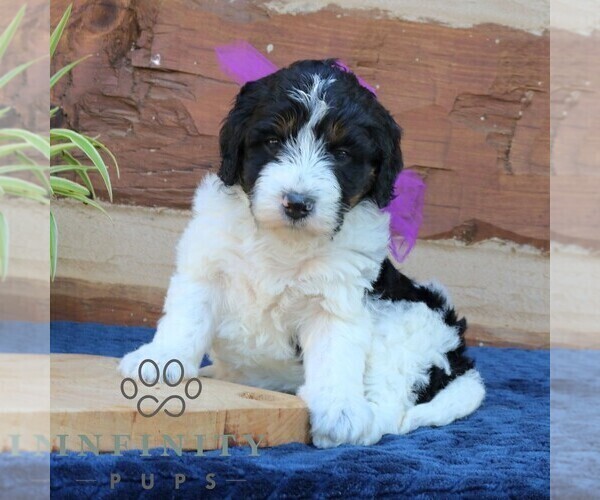 Medium Photo #1 Bernedoodle (Miniature) (+ Poodle Miniature) Puppy For Sale in NARVON, PA, USA