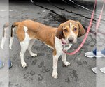 Small Photo #8 English Foxhound-Unknown Mix Puppy For Sale in Canton, CT, USA