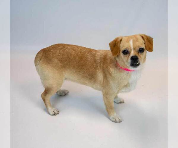 Medium Photo #5 Chug Puppy For Sale in Kennesaw, GA, USA