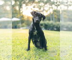 Small #7 Labrador Retriever Mix