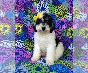 Miniature Bernedoodle Puppy for sale in OXFORD, PA, USA