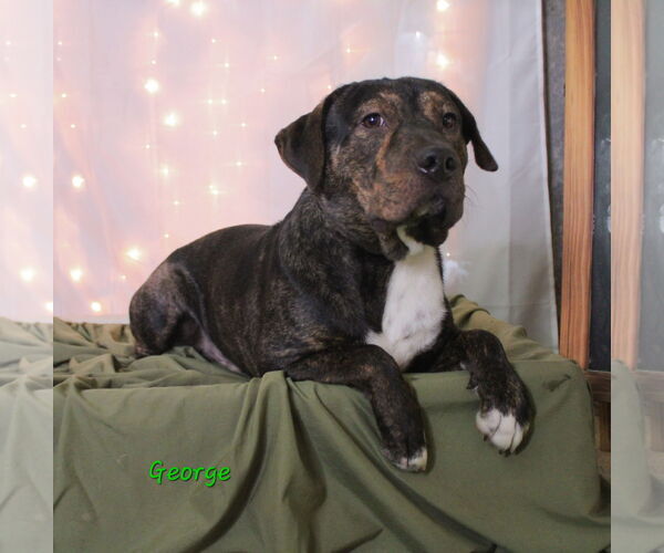 Medium Photo #8 Mutt Puppy For Sale in Crandall, GA, USA