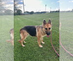 Small #2 German Shepherd Dog