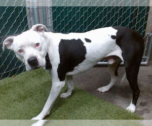 Mutt Dogs for adoption in Downey, CA, USA