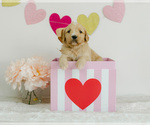 Small Photo #2 Goldendoodle Puppy For Sale in LITTLE ROCK, AR, USA