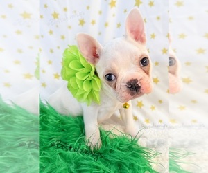 Boston Terrier Puppy for sale in ODENVILLE, AL, USA