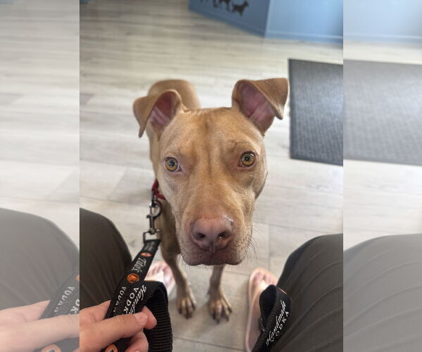 Medium Photo #2 Mutt Puppy For Sale in Greenville, SC, USA