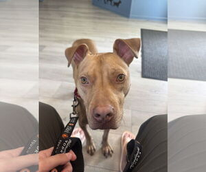 Trooper - Male Mutt Dog for Adoption - Photo #2