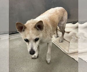 Chihuahua Dogs for adoption in Petaluma, CA, USA