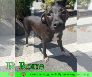 Rome - Male Labrador Retriever-Unknown Mix Dog for Adoption - Photo #5