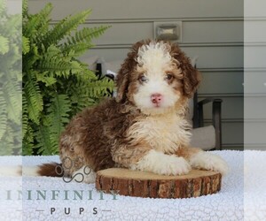 Bernedoodle (Miniature) Puppy for sale in NARVON, PA, USA