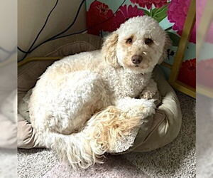 Goldendoodle (Miniature) Dogs for adoption in Mount Airy, NC, USA