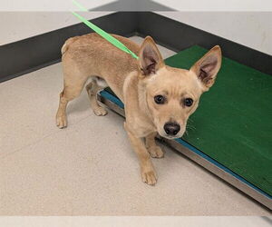 Chiweenie Dogs for adoption in Corona, CA, USA