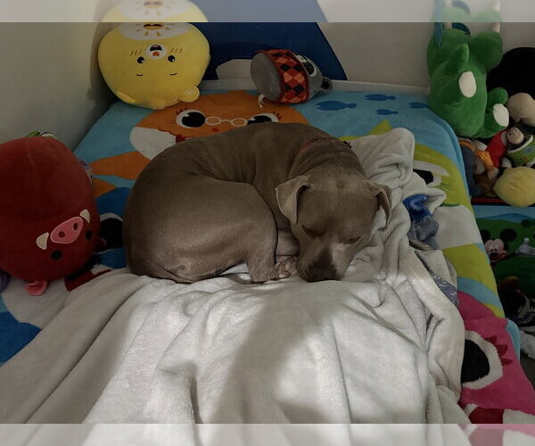 Medium Photo #41 American Staffordshire Terrier-Unknown Mix Puppy For Sale in Brewster, NY, USA