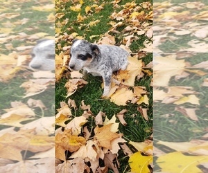 Australian Cattle Dog-Labrador Retriever Mix Puppy for sale in QUINCY, MI, USA