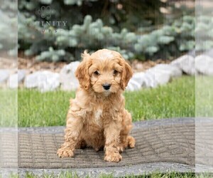 Cavapoo Puppy for sale in HONEY BROOK, PA, USA