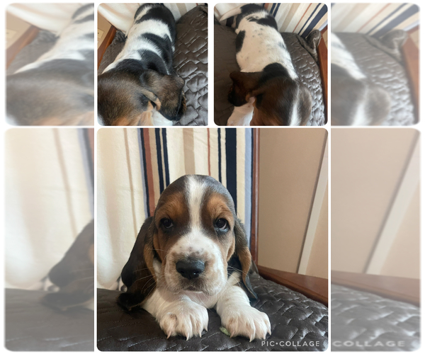Medium Photo #1 Basset Hound Puppy For Sale in OKMULGEE, OK, USA